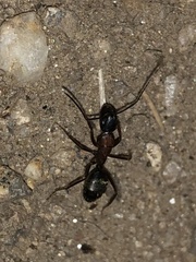 Camponotus vicinus