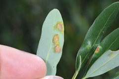 Aceria mackiei