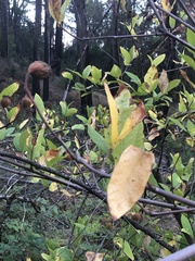 Calycanthus occidentalis