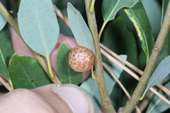 Andricus coquilletti