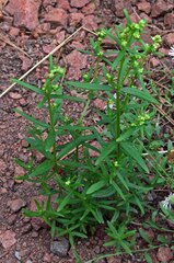 Galium boreale