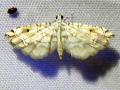 Neurophyseta