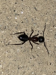 Camponotus vicinus