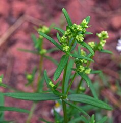 Galium boreale