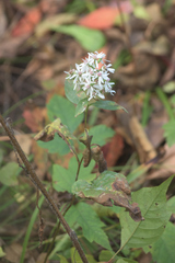 Symphyotrichum urophyllum