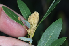 Heteroecus melanoderma