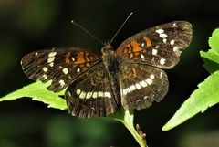 Anthanassa texana seminole