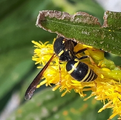 Euodynerus foraminatus