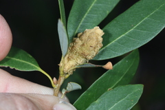 Heteroecus melanoderma