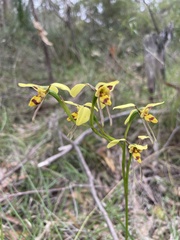 Diuris sulphurea