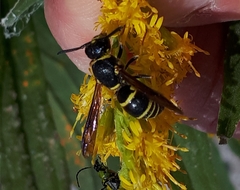 Euodynerus foraminatus