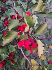 Crataegus chrysocarpa