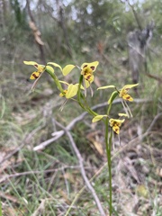 Diuris sulphurea