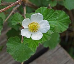 Rubus deliciosus