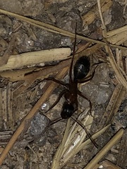 Camponotus vicinus