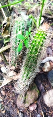 Nyctocereus serpentinus