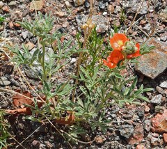 Sphaeralcea coccinea