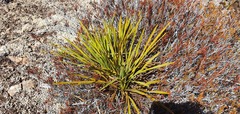 Aciphylla ferox