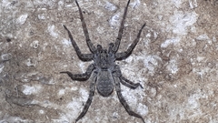 Pardosa lapidicina