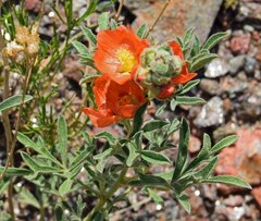 Sphaeralcea coccinea