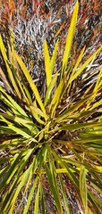 Aciphylla ferox
