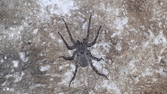 Pardosa lapidicina