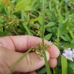 Cyperus hyalinus