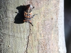 Eurymeloides punctata