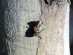 Eurymeloides punctata