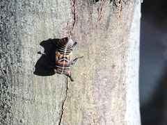 Eurymeloides punctata