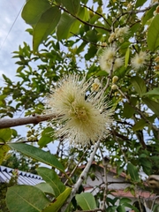 Syzygium