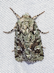 Lacinipolia laudabilis