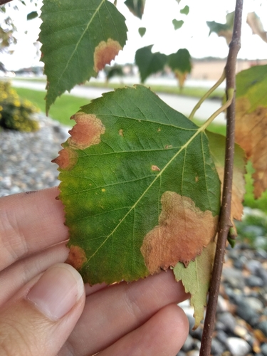 Late Birch Leaf Edgeminer Sawfly photo 2