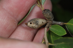 Heteroecus pacificus