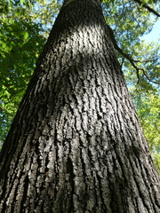 Quercus velutina