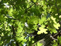 Quercus velutina