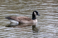 Branta
