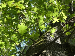 Quercus velutina