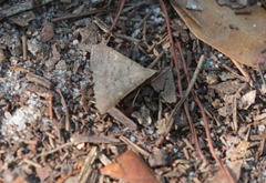 Renia flavipunctalis