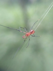 Argyrodes flavescens