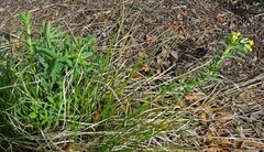 Lithospermum multiflorum