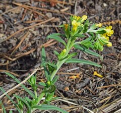 Lithospermum multiflorum