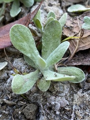 Pseudognaphalium stramineum