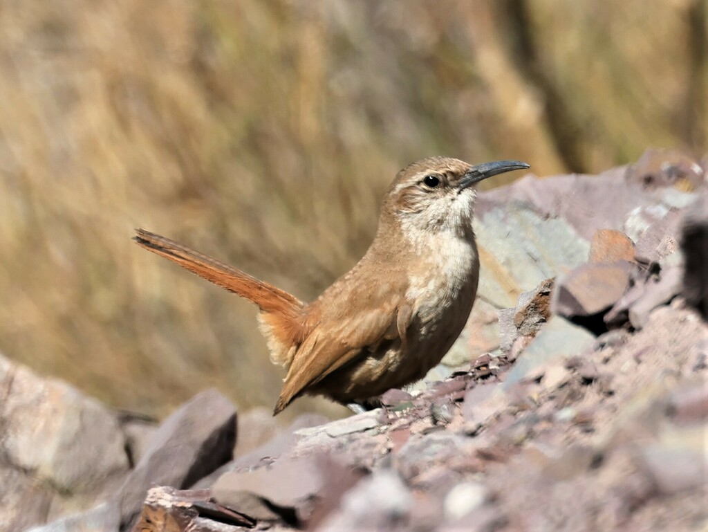 Rock Earthcreeper (Ochetorhynchus andaecola) photo
