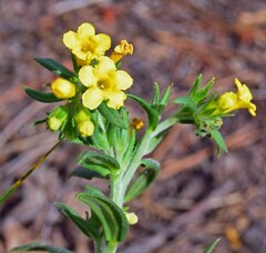 Lithospermum multiflorum