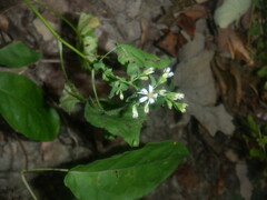 Symphyotrichum urophyllum