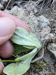 Pseudognaphalium stramineum