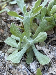Pseudognaphalium stramineum