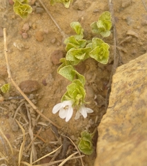 Dyschoriste setigera