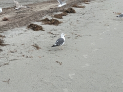 Larus fuscus graellsii